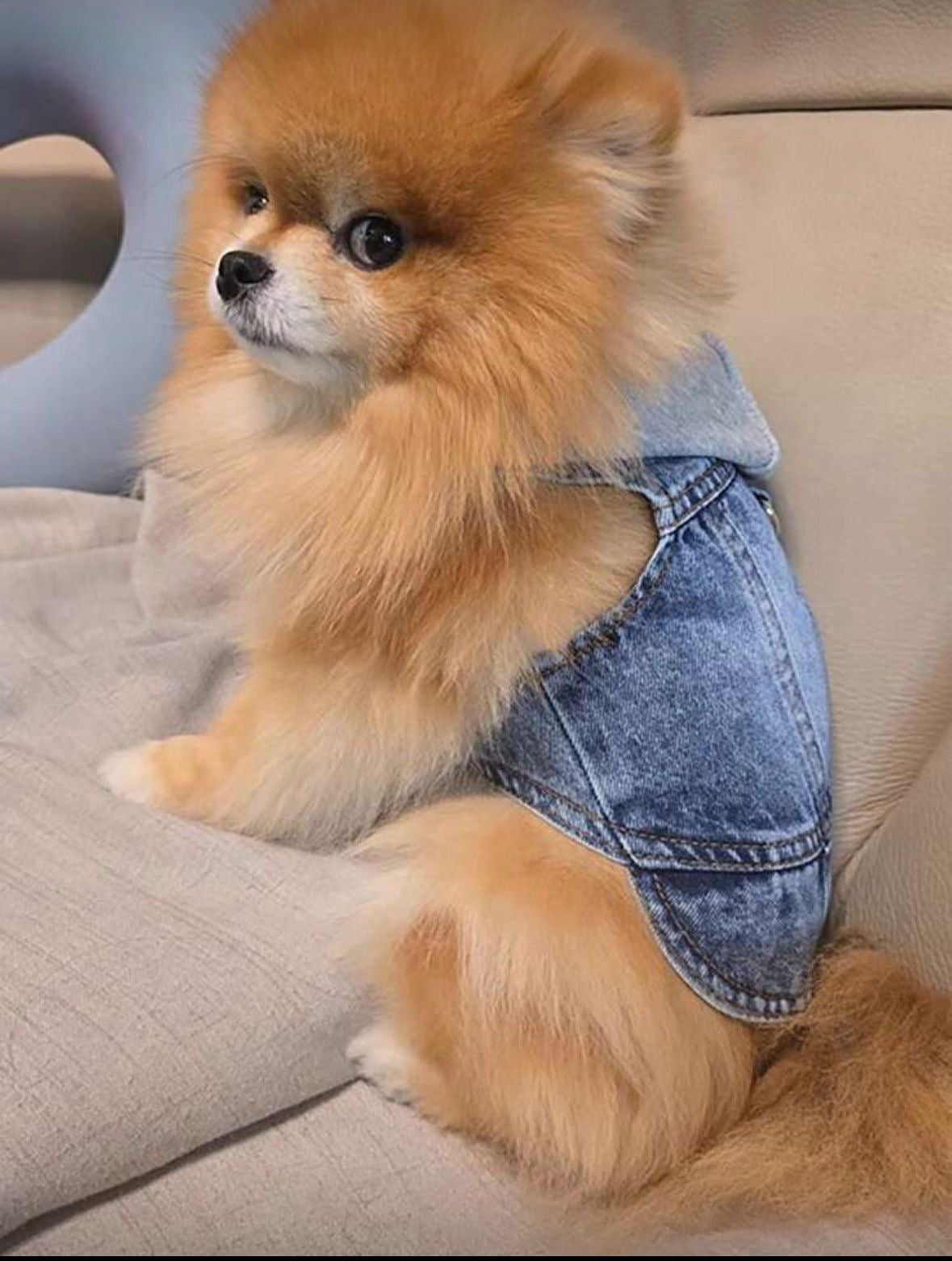 Puppy hoody clothes .