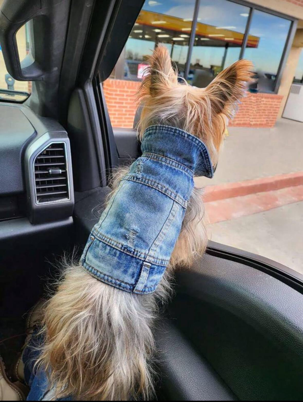 Cloth for puppy.