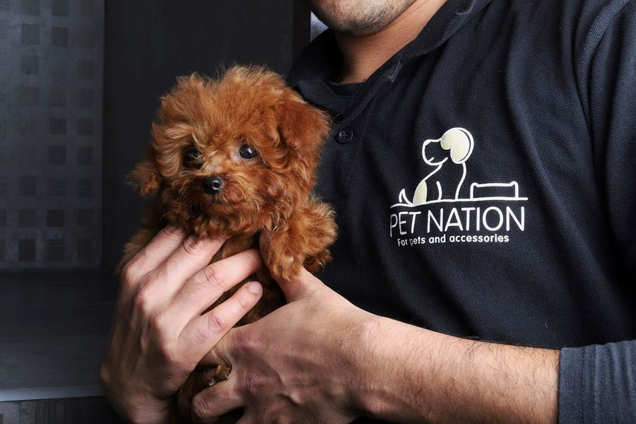 Pet Nation | Kuwait’s #1 Pet Store for Food, Toys & Accessories – PET ...